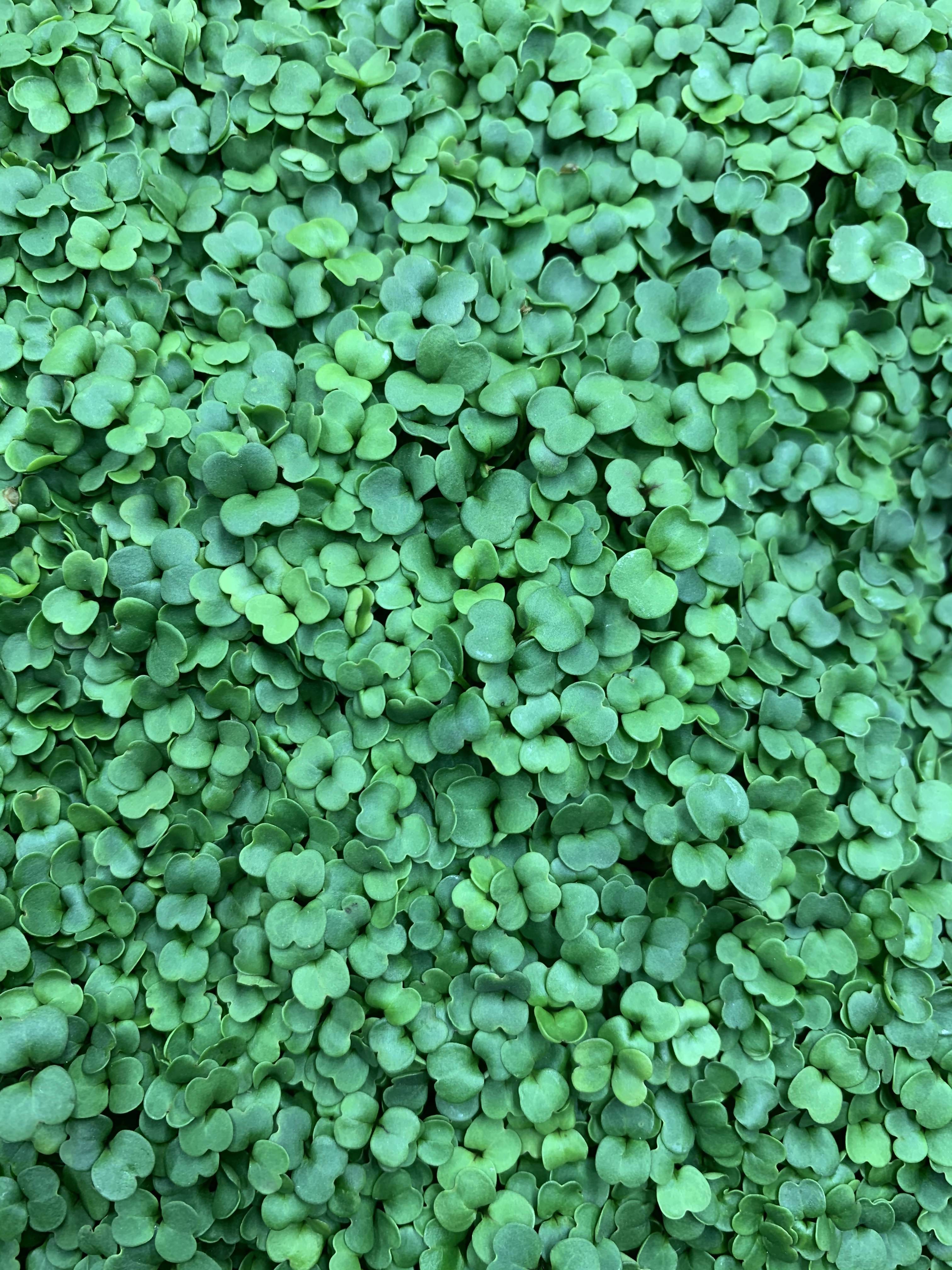 Micro Arugula My Mustard Seed Wellness Products micro-arugula-my-mustard-seed-wellness-products